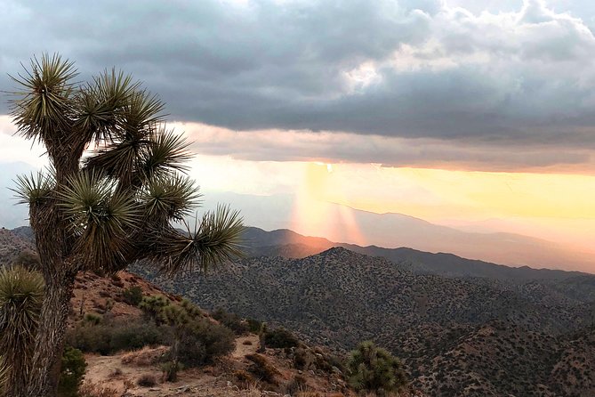 Joshua Tree National Park Scenic Tour - Tour Reviews and Feedback