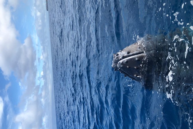 Lahaina Small-Vessel Whale-Watching Experience  - Maui - Customer Feedback and Reviews