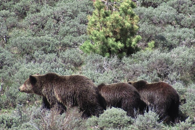 Lamar Valley Safari Hiking Tour With Lunch - Customer Reviews