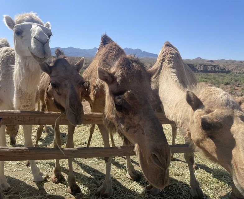 Las Vegas: Desert Camel Ride - Full Experience Description