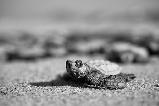 Los Cabos Turtle Release Conservation Program - Benefits of Releasing Baby Turtles