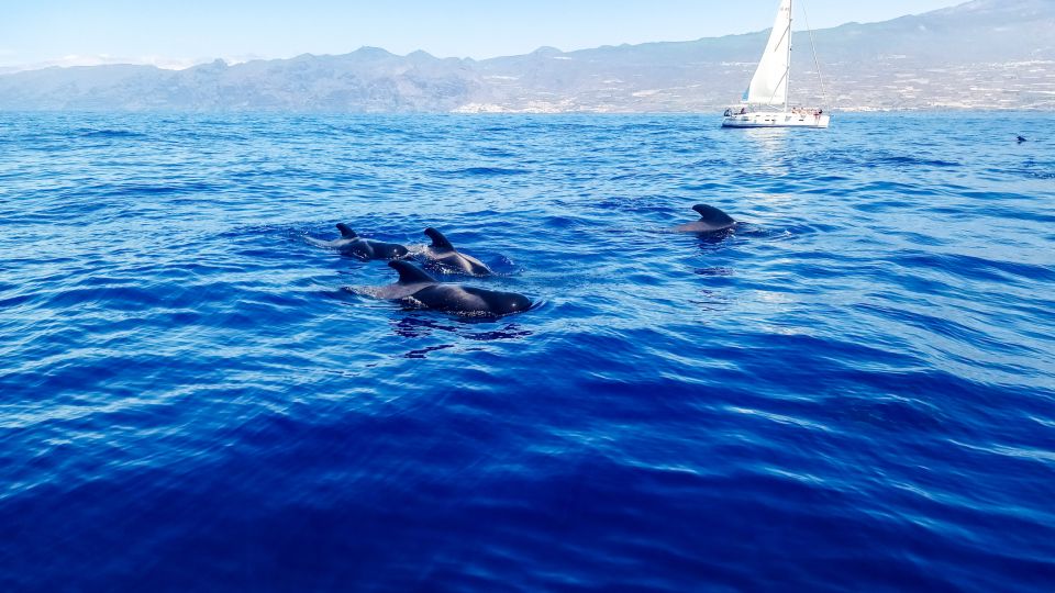 Los Gigantes: Whales and Dolphin Watching Cruise With Lunch - Live Tour Guide and Accessibility