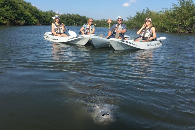 Mangrove Tunnels, Manatee, and Dolphin Sunset Kayak Tour With Fin Expeditions - Experience Offerings