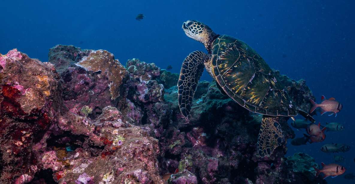 Maui: Small Group Shark and Turtle Dive for Certified Divers - Restrictions
