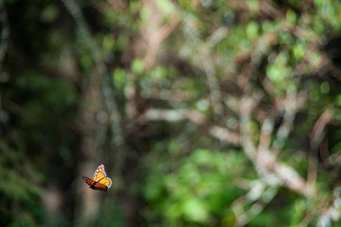 Monarch Butterfly Tour (Departing From Morelia) - Pricing Details