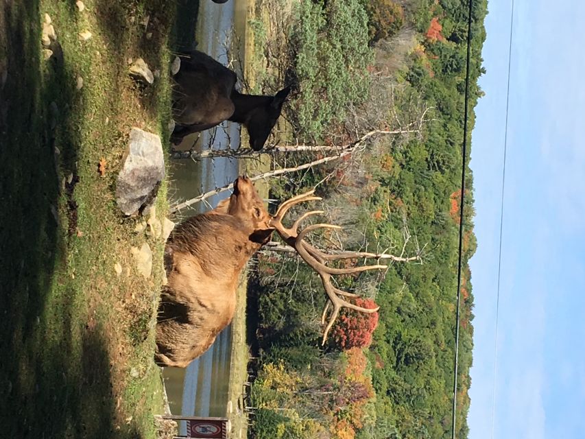 Montreal: Private Day Tour to Parc Omega & Montebello Lodge - Booking Information