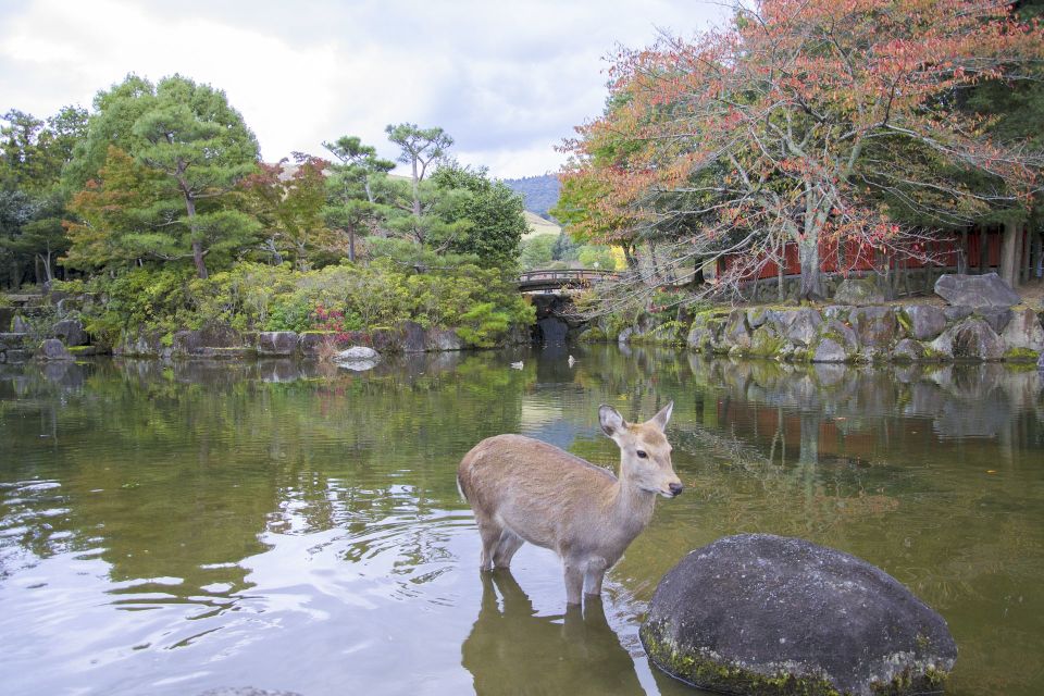 Nara Like a Local: Customized Guided Tour - Tour Description