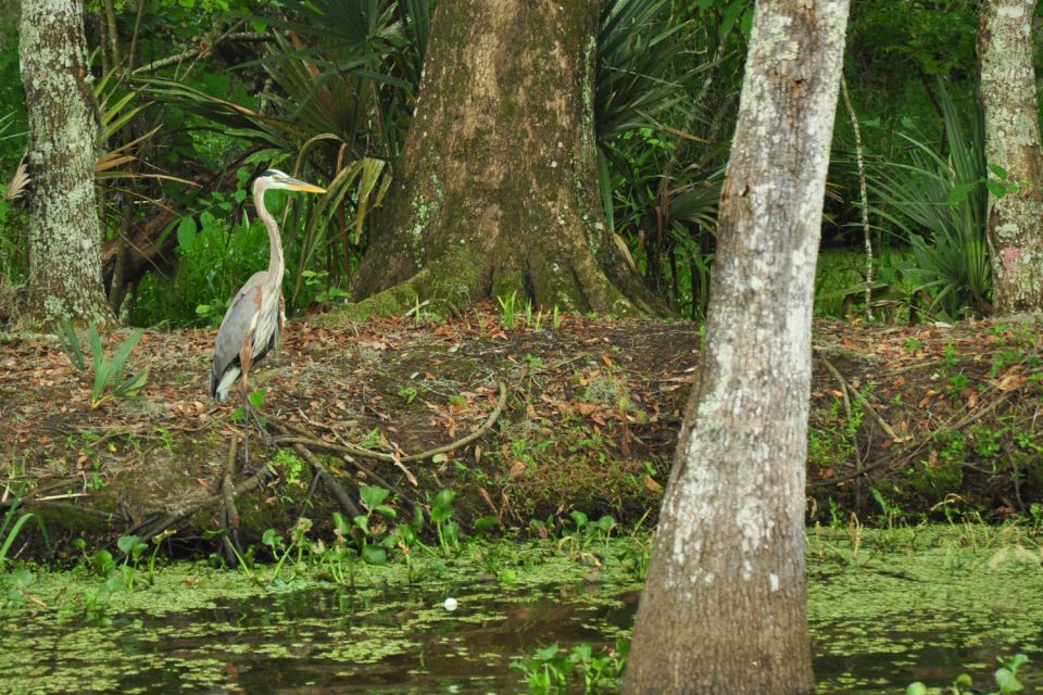 New Orleans: Destrehan Plantation & Airboat Combo Tour - Tour Highlights