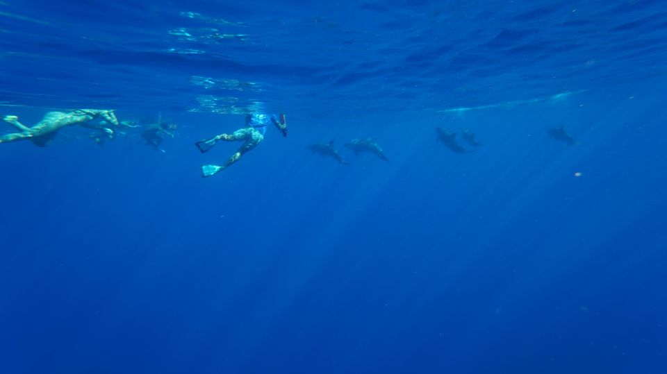 Oahu: Dolphin Swim and Snorkeling Speedboat Tour - Tour Highlights