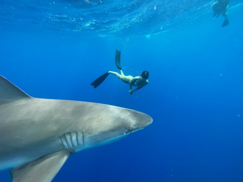 Oahu: North Shore Cageless Shark Snorkeling Tour - Enjoy a Guided Boat Cruise