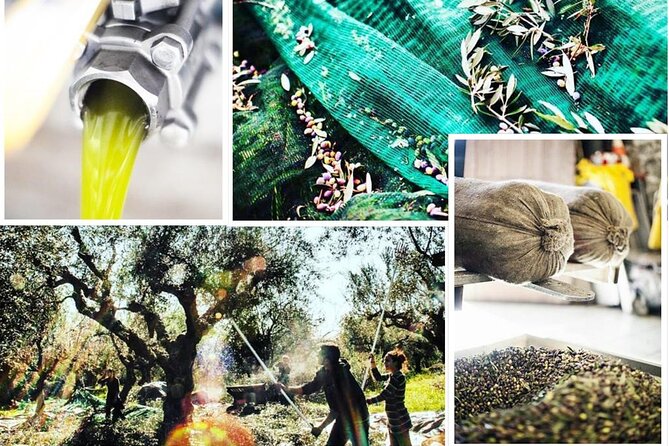 Olive Tour & Tasting - Private Peloponnese Mill Visit