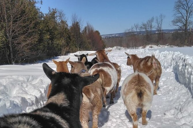 Ontario: Goat Meet-and-Greet Family-Friendly Farm Experience - Additional Information