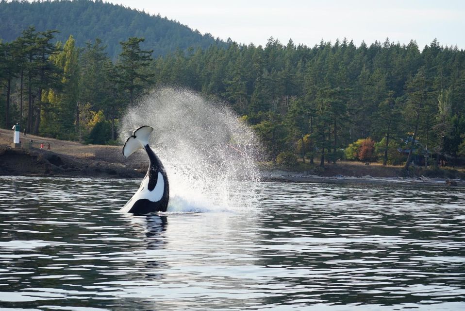 Orcas Island: Orca Whales Guaranteed Boat Tour - Orcas Encounter Success Rate