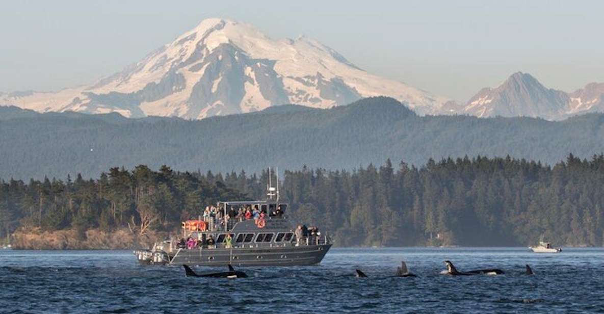 Orcas Island: Whale Watching Guided Boat Tour - Tour Inclusions
