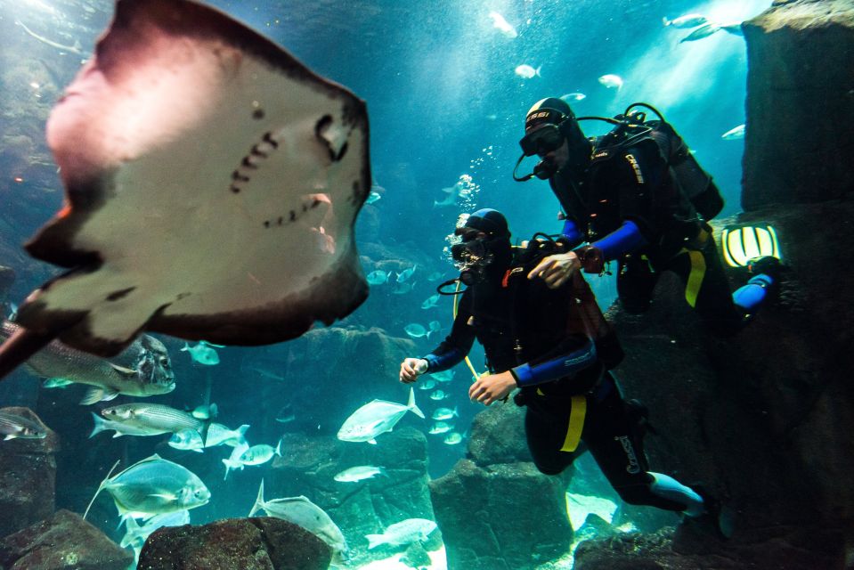 Porto Moniz: Diving With Sharks and Rays in Madeira Aquarium - Inclusions