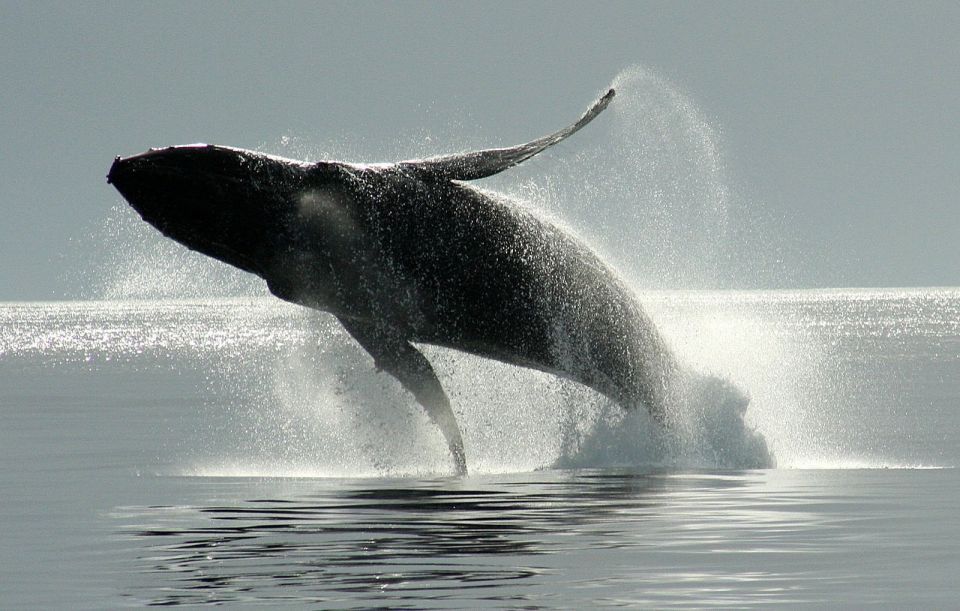 Private Charter - Marine Life and Whale-Watching Boat Tour - Inclusions