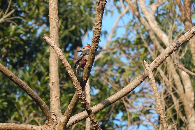 Private Tour: Birdwatching From Cancun - Refund and Cancellation Policy