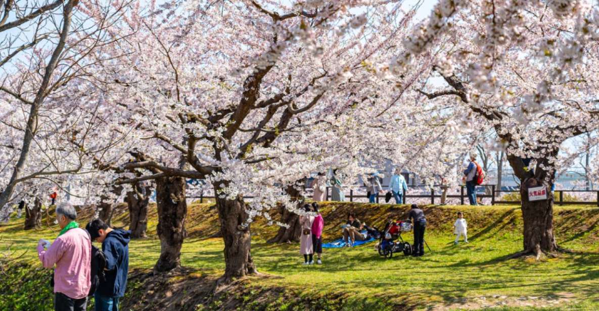 Private & Unique Nagasaki Cherry Blossom "Sakura" Experience - Full Description