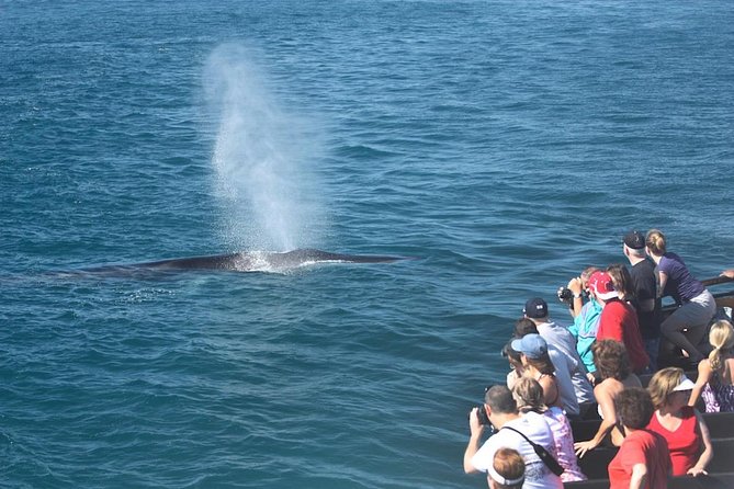 San Diego Whale Watching Cruise - Weather and Cancellation Policies