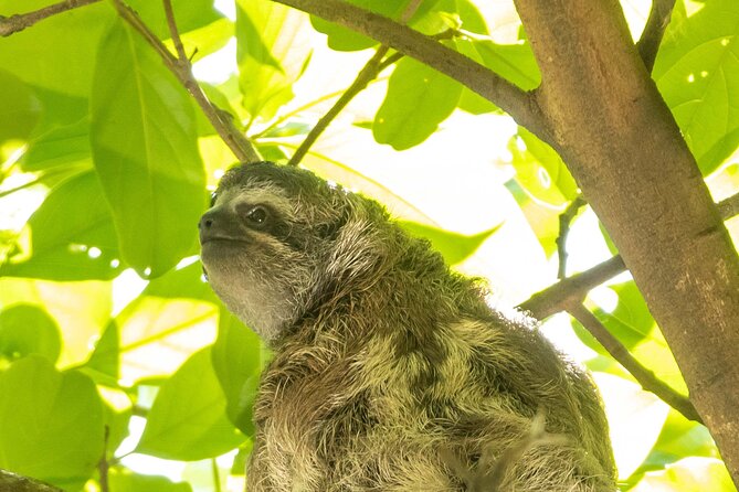 San Jose Walking Nature Tour: Sloths, Birds and Trees - Additional Information and Recommendations