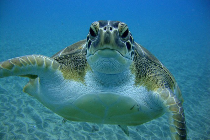 Scuba Dive for Beginners in a Turtle Area in Costa Adeje - Scuba Dive Itinerary Details