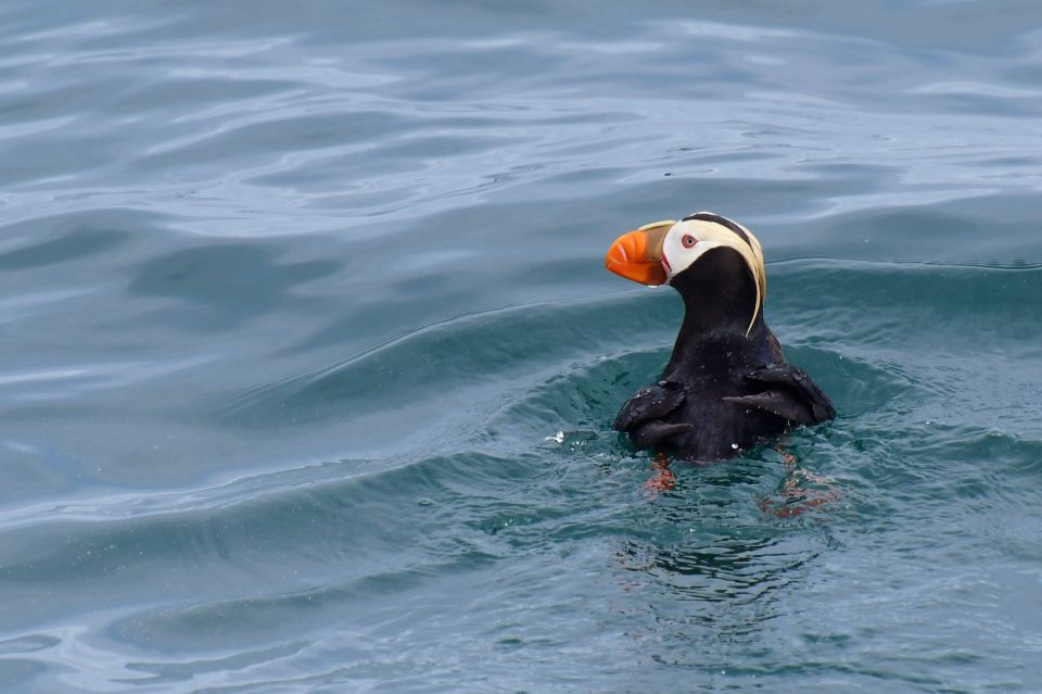 Seward: Resurrection Bay and the Kenai Fjords Orca Cruise - Live Tour Guide