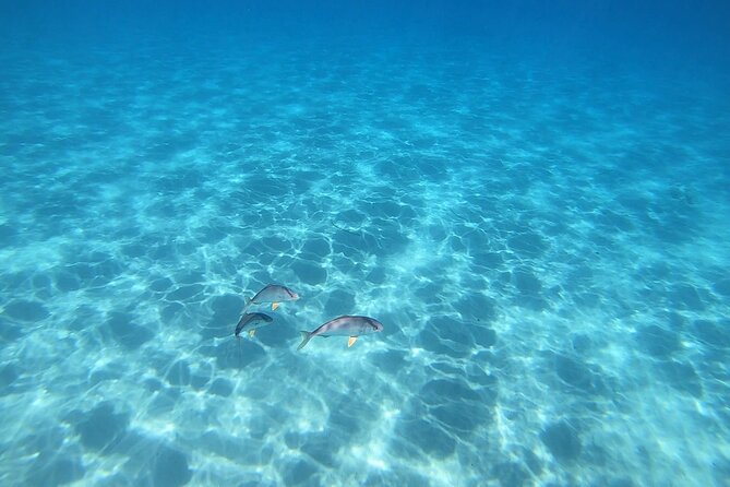 Snorkeling Experience to Discover the Dolphin Inside You! - Benefits of Snorkeling for Mindfulness