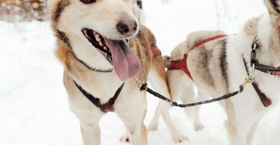Talkeetna: Alaskan Winter Dog Sledding Experience - Activity Insights