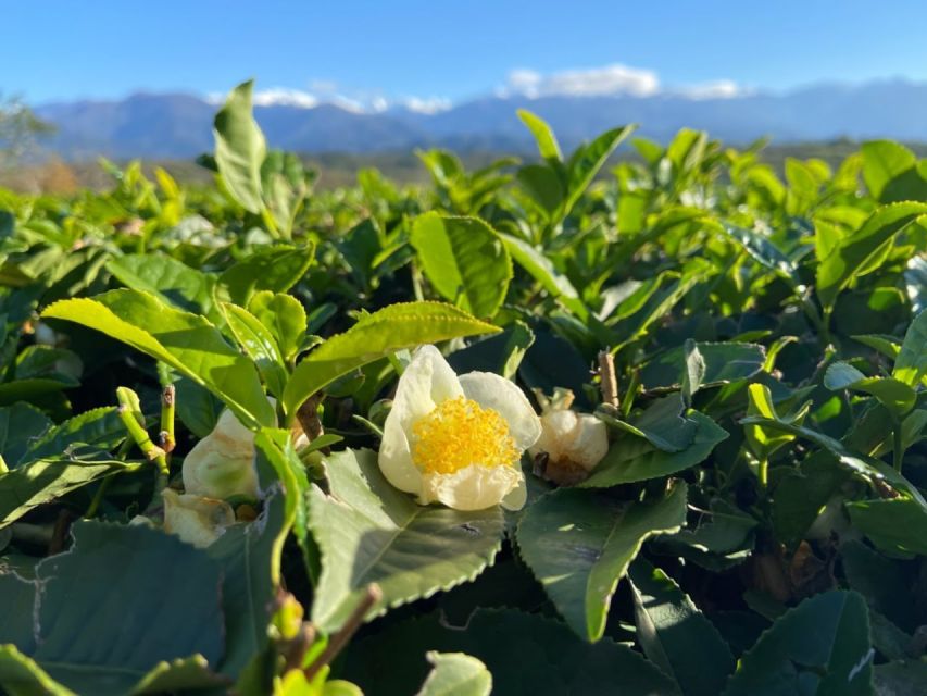 The Green Gold of Georgia - Georgian Organic Tea Tasting