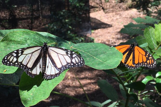 The Maui Butterfly Farm Tour! - Small-Group Tour Details