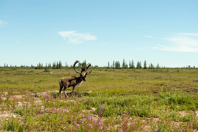 Tundra Buggy Summer Day Tours - Additional Tour Information