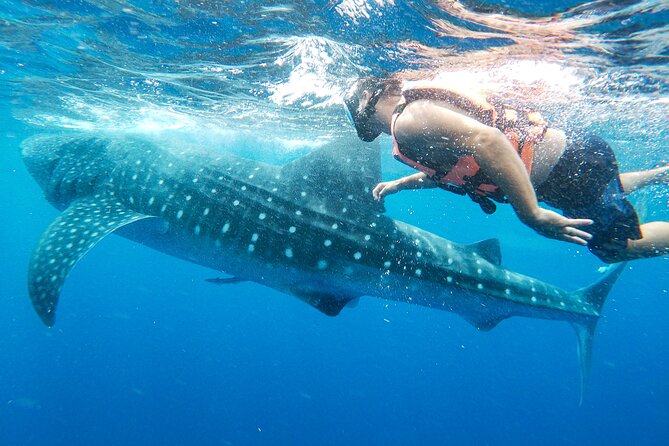 Whale Shark Adventure in Isla Mujeres and Cancun - Positive Experiences