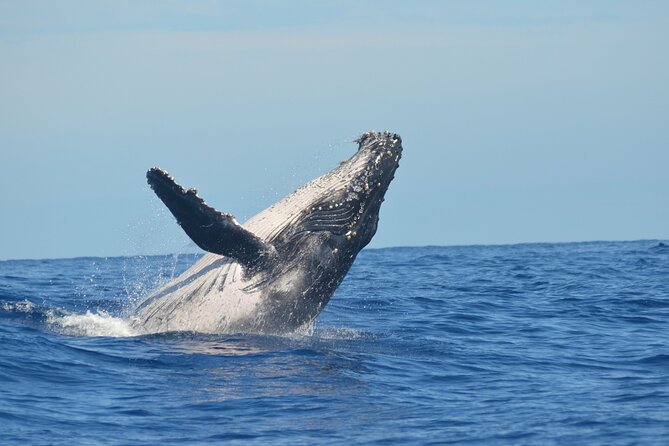 Whale Watching Cruise in Los Cabos - Safety Measures on Board