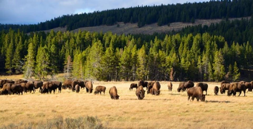 Yellowstone: Old Faithful, Waterfalls, and Wildlife Day Tour - Scenic Stops and Attractions