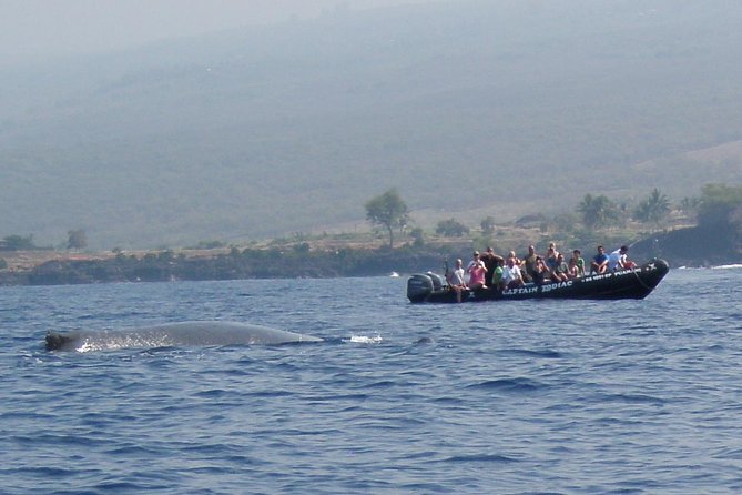 Zodiac Raft Whale Watching Adventure - Wildlife Encounters and Tour Highlights