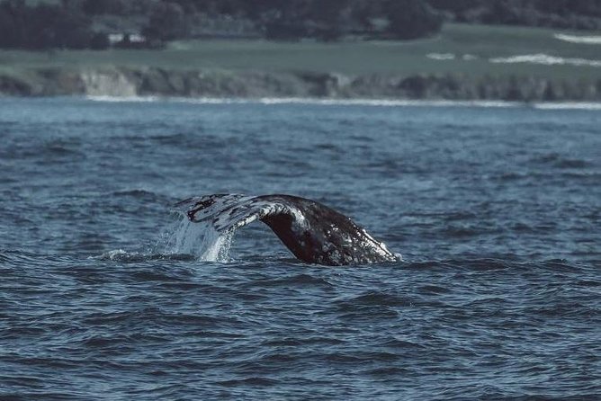 3-Hour Monterey Bay Winter Whale-Watching Tour - Logistics and Meeting Point