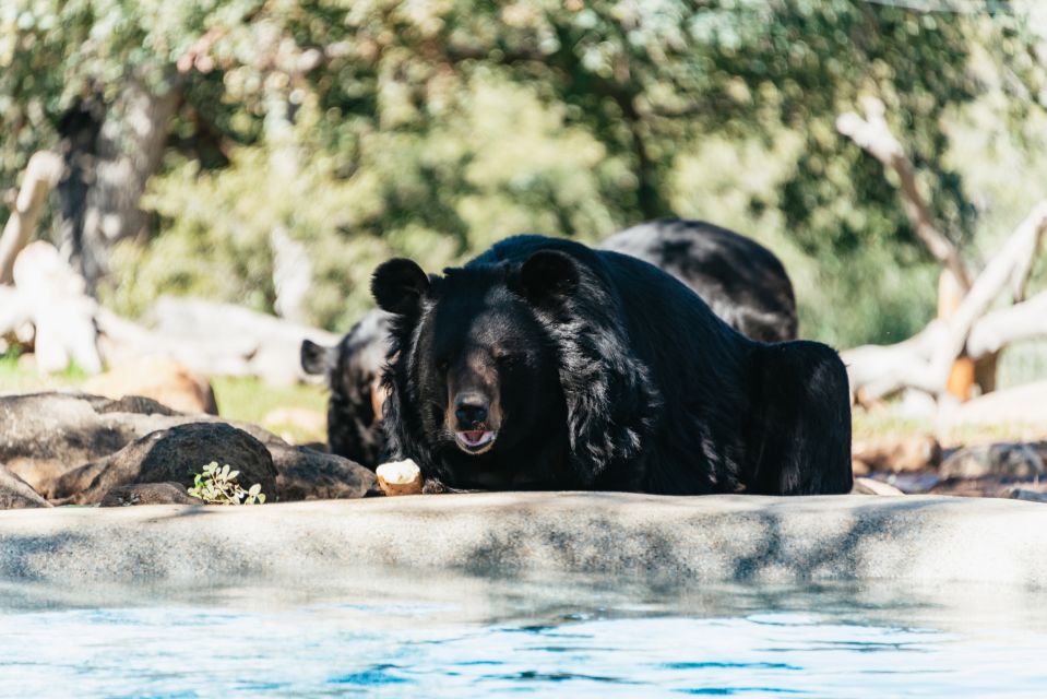 Alpine: Lions Tigers & Bears Sanctuary Visit and Feeding - Meeting Point