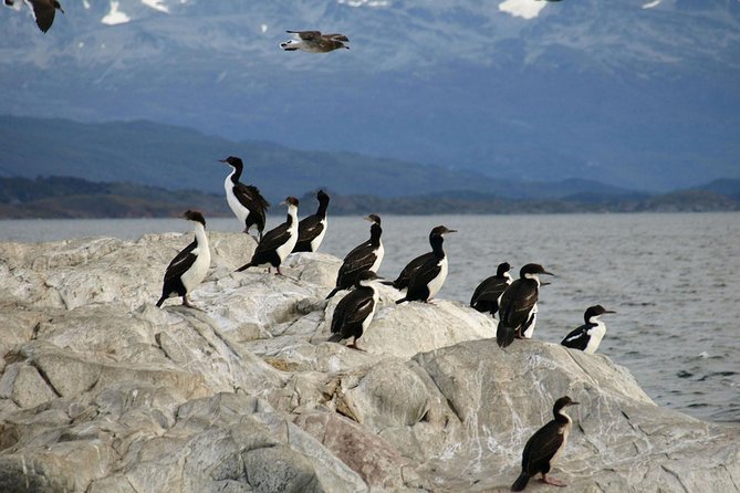 Beagle Channel Sailing Tour: Birds, Seals & Penguins Islands - Important Logistics Information