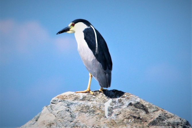 Birding By Boat on the Osprey - Common questions