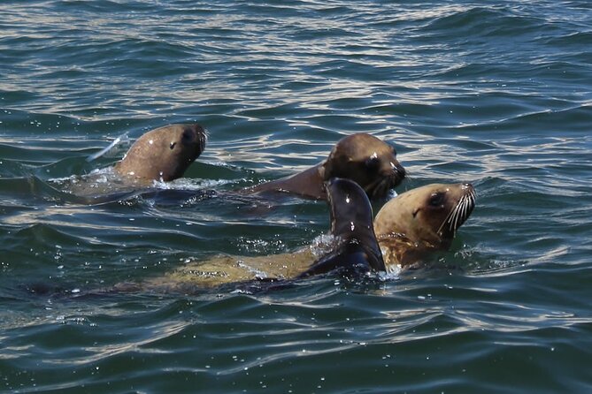 Boat Tour of the Ballestas Islands in Paracas - Summary