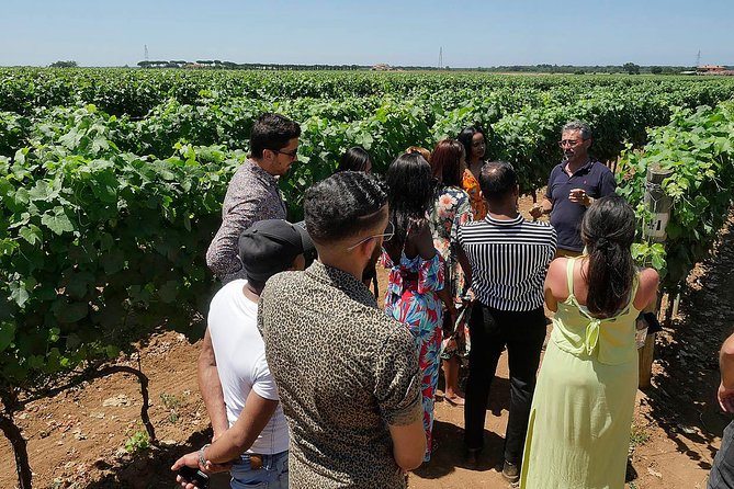 Bolgheri: Classic Wine Tasting With Winery Tour - Logistics and Transportation