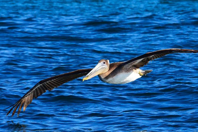 Cabo Private Whale Watching Tour - Incl FREE Photos & Whale Sightings Guarantee - Additional Information