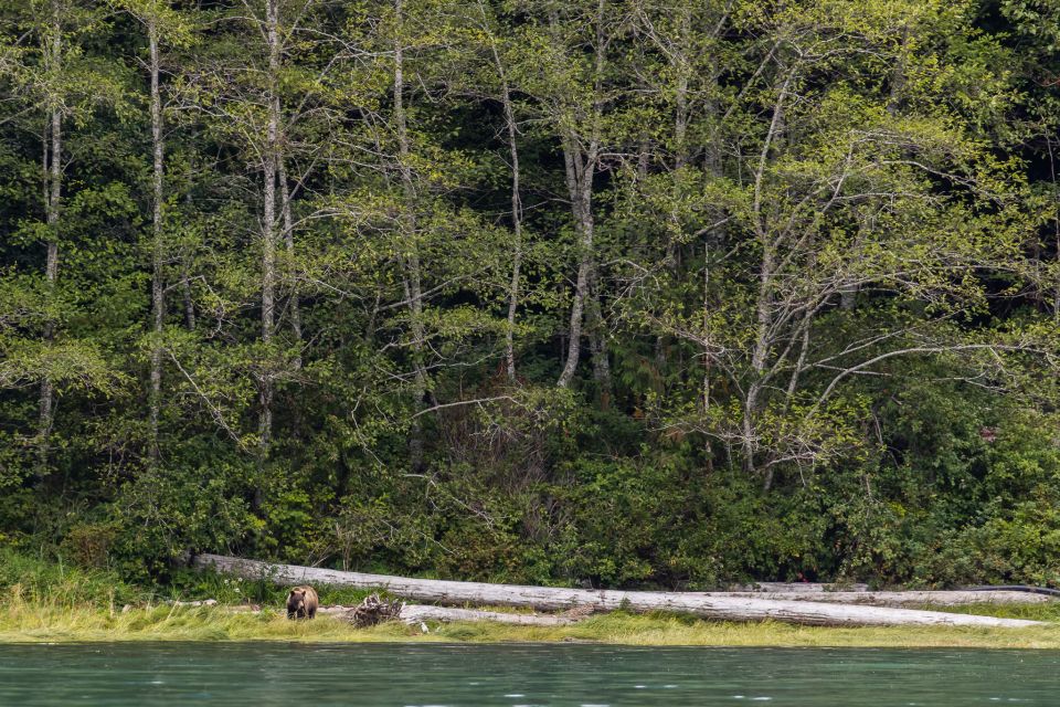 Campbell River: Spring Bear Watching & Waterfalls Boat Tour - Booking Information