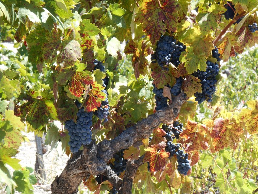 Carmel Valley Wine Tasting Tour - Additional Information