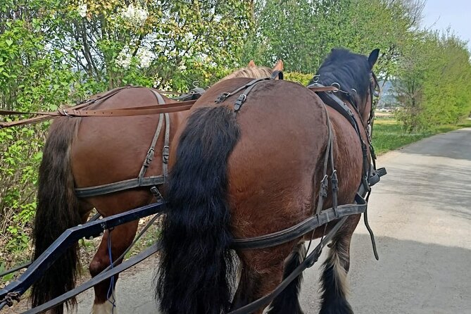 Carriage Rides in the Heart of the Luberon - Additional Information