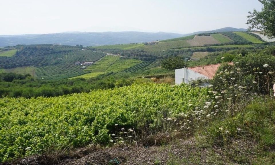 Crete: Full-Day Cretan Wines, Olive Oil, Raki and Food Tour - Important Information