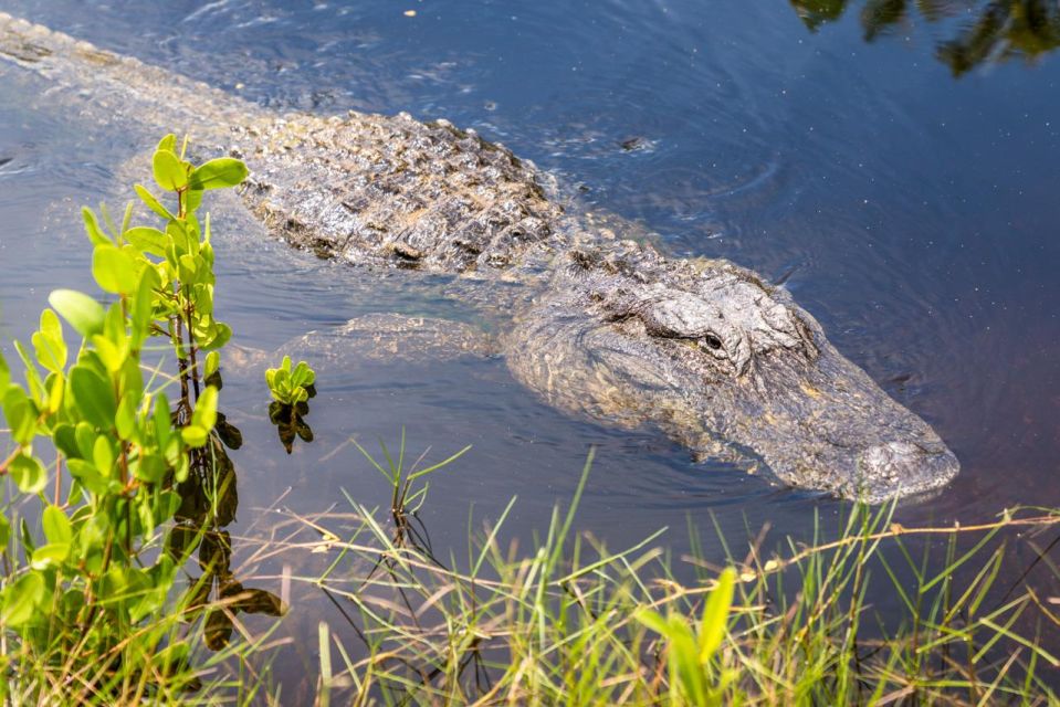 Everglades: Mangrove, Grassland Airboat Tours, & Boardwalk - Customer Reviews