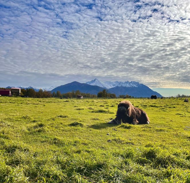 From Anchorage: Scenic Drive and Guided Musk Ox Farm Tour - Final Words