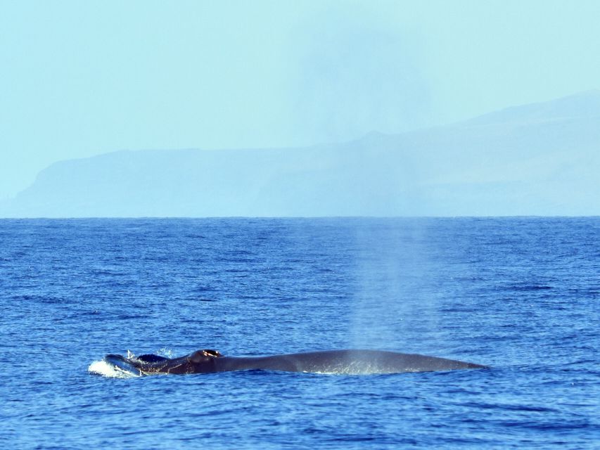 From Los Gigantes: Whale Watching Sailboat Cruise - Meeting Point and Customer Reviews