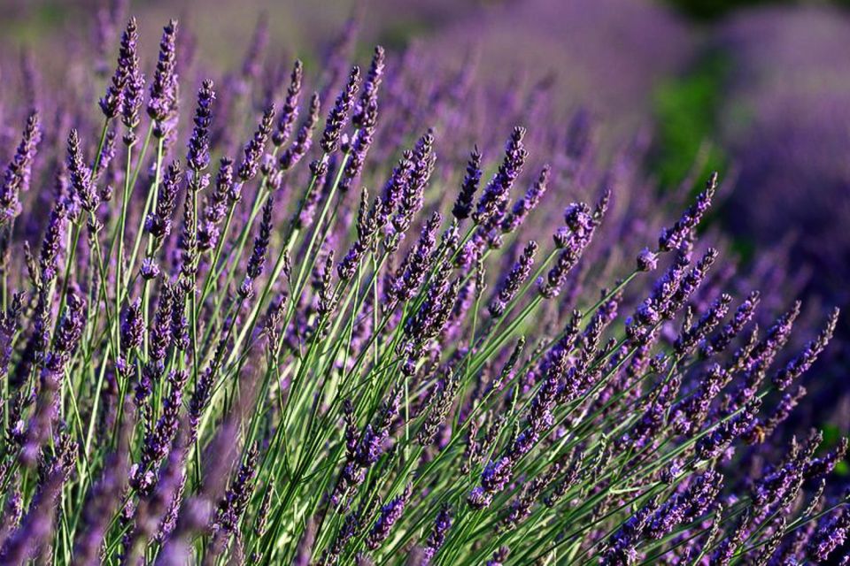 From Marseille: Lavender Full-Day Valensole - Common questions